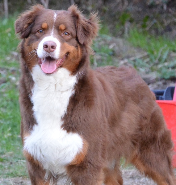 Gracy lou Of Blue Rimrock