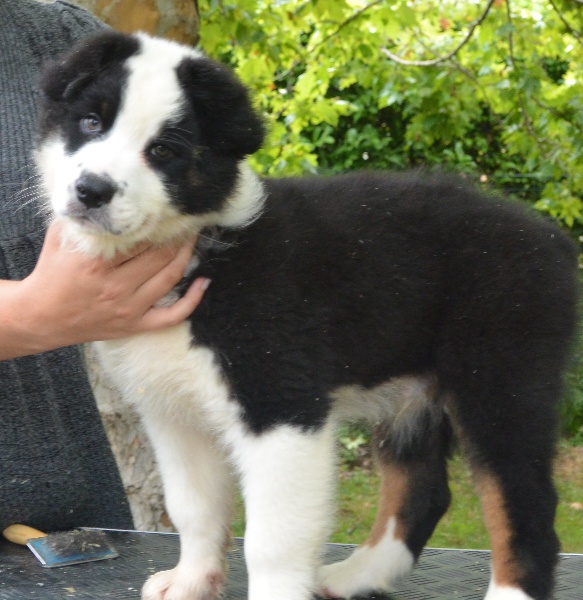 Jasper Des Gardiens De Lou