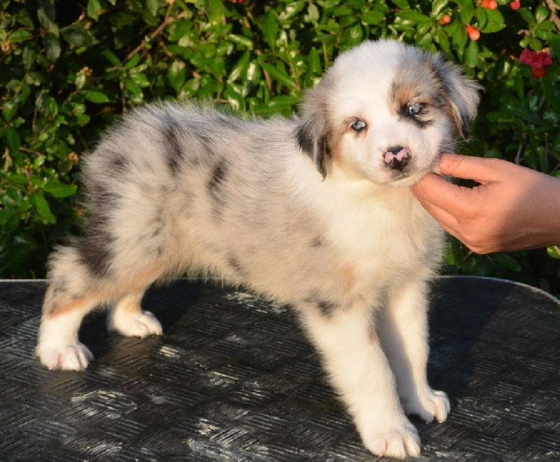 Des Gardiens De Lou - Berger Australien - Portée née le 24/04/2014
