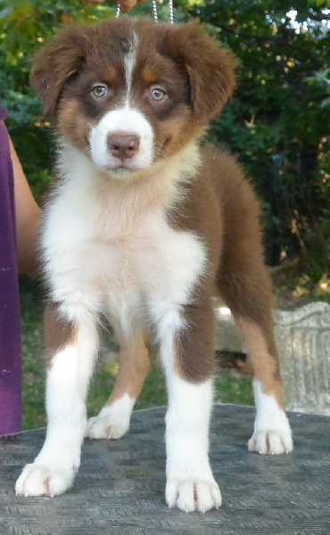 Des Gardiens De Lou - Berger Australien - Portée née le 08/05/2014