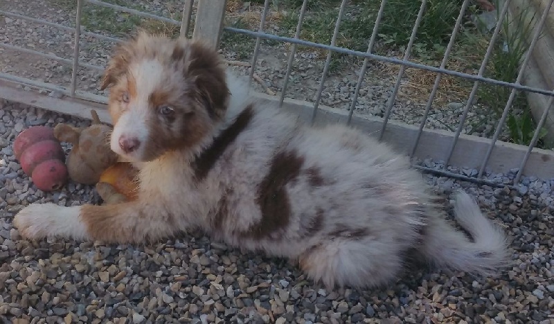 Des Gardiens De Lou - Berger Australien - Portée née le 13/05/2016